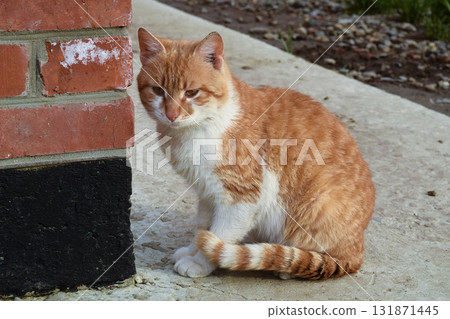 Adult red- white cat. Sitting on concrete red cat 131871445