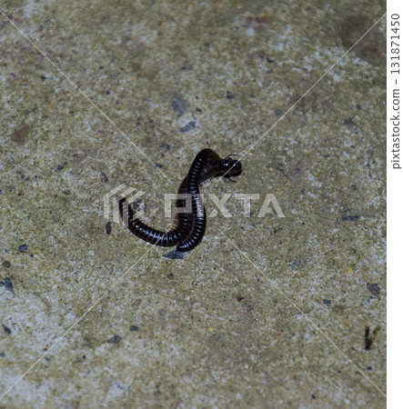 Mating millipede. Millipede - centipedes black with strong armor Mating millipede. Millipede - centipedes black with strong armor 131871450