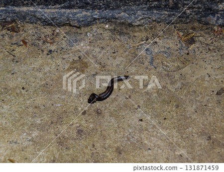 Mating millipede. Millipede - centipedes black with strong armor 131871459