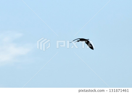 The Bird snipe The Bird snipe 131871461