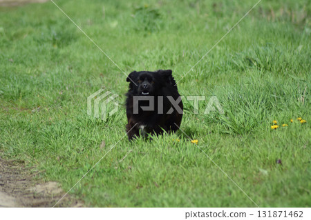 Black dog on the green grass 131871462