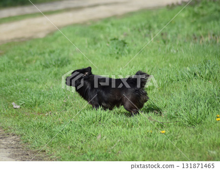 Black dog on the green grass 131871465