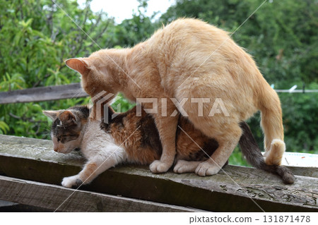Mating domestic cats Mating domestic cats 131871478