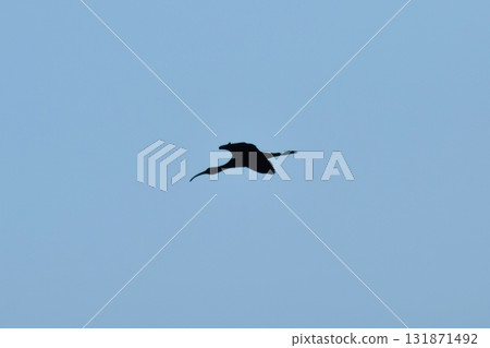 The Bird snipe 131871492