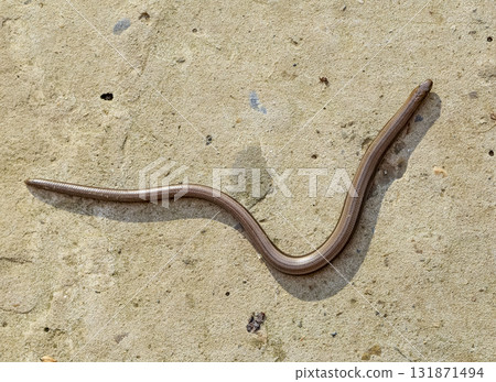 Veretenitsa fragile. Legless lizard. Reptile 131871494