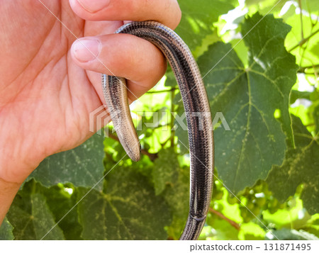 Veretenitsa fragile. Legless lizard. Reptile 131871495