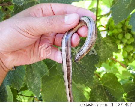 Veretenitsa fragile. Legless lizard. Reptile 131871497