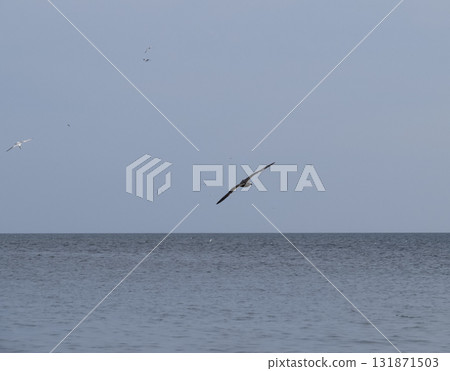 seagull flying over the sea Gulls over the sea. Seagulls in flight. seagull flying over the sea Gulls over the sea. Seagulls in flight. 131871503