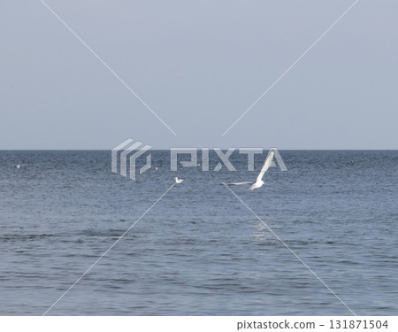 seagull flying over the sea Gulls over the sea. Seagulls in flight. seagull flying over the sea Gulls over the sea. Seagulls in flight. 131871504