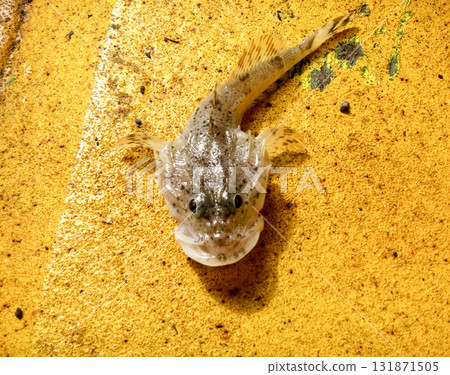 fish goby on a yellow background. bull fish. 131871505