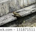 The Green Frog. The amphibian frog is ordinary. 131871511
