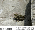 The Green Frog. The amphibian frog is ordinary. 131871512