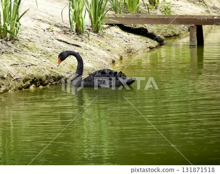Swans in the pond. A flock of swans. Swans in the pond. A flock of swans. 131871518