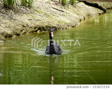 Swans in the pond. A flock of swans. Swans in the pond. A flock of swans. 131871519