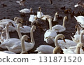 Swans in the pond. A flock of swans. 131871520