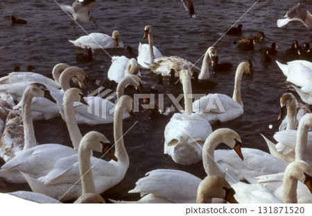 Swans in the pond. A flock of swans. 131871520