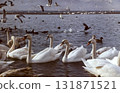 Swans in the pond. A flock of swans. 131871521