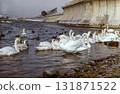 Swans in the pond. A flock of swans. 131871522