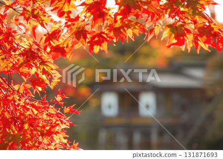 Autumn leaves at Kenrokuen Garden in Kanazawa and Uchihashitei 131871693
