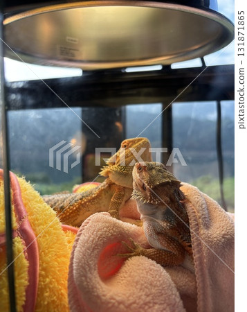 Hoop bearded lizard Hoop bearded lizard 131871865
