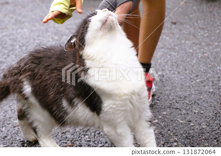 Tashirojima Cat Island Cat Tashirojima Cat Island Cat 131872064