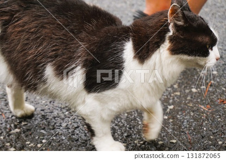 Tashirojima Cat Island Cat Tashirojima Cat Island Cat 131872065