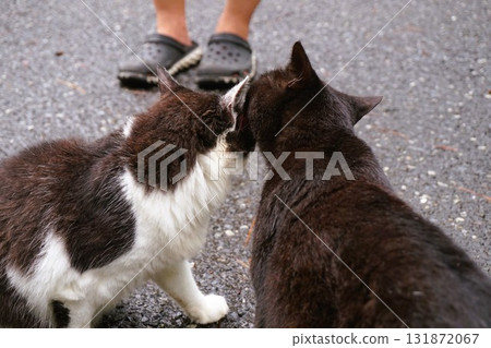 Tashirojima Cat Island Cat Tashirojima Cat Island Cat 131872067