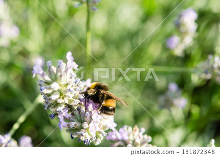 A British bumblebee sits on lavender in the bright sunlight and collects nectar. A British bumblebee sits on lavender in the bright sunlight and collects nectar. 131872348