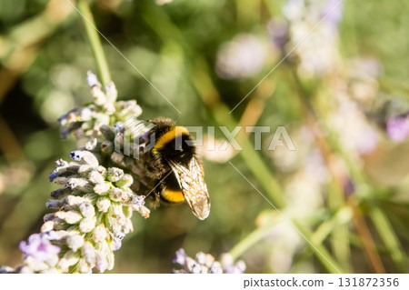A British bumblebee sits on lavender in the bright sunlight and collects nectar. A British bumblebee sits on lavender in the bright sunlight and collects nectar. 131872356