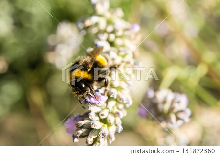 A British bumblebee sits on lavender in the bright sunlight and collects nectar. A British bumblebee sits on lavender in the bright sunlight and collects nectar. 131872360