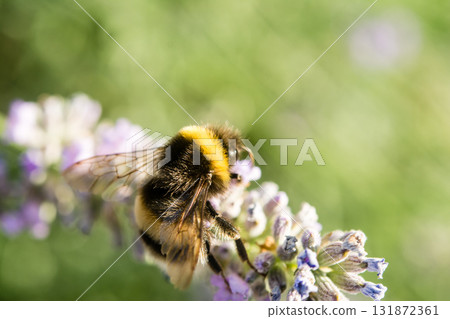 一隻英國大黃蜂在明媚的陽光下棲息在薰衣草上採集花蜜。 131872361