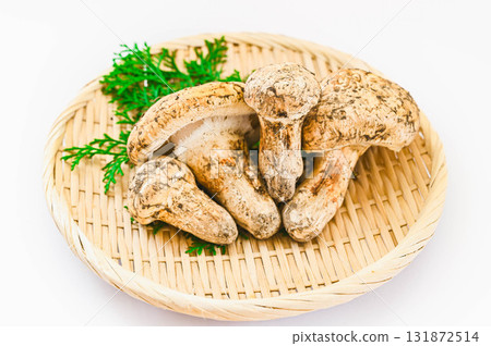 Matsutake mushroom with its cap open 131872514