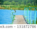A crow on the old village pier on Ivanovsky Bay. Ulyanovsk. Russia 131872786