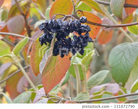 A cluster of black, overripe Viburnum lantana berries in autumn. Selective focus. Autumn yellow-red leaves frame cluster A cluster of black, overripe Viburnum lantana berries in autumn. Selective focus. Autumn yellow-red leaves frame cluster 131872790