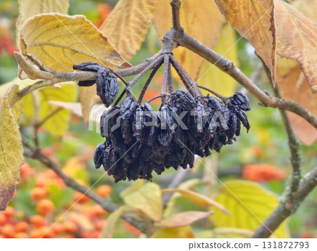 Cluster of black, overripe Viburnum lantana berries in autumn. Selective focus. Autumn yellow-red leaves frame cluster 131872793