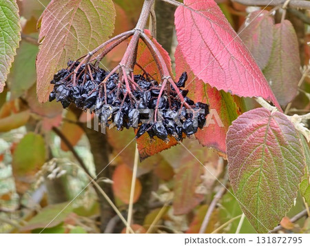 Cluster of black, overripe Viburnum lantana berries in autumn. Selective focus. Autumn yellow-red leaves frame the cluster Cluster of black, overripe Viburnum lantana berries in autumn. Selective focus. Autumn yellow-red leaves frame the cluster 131872795