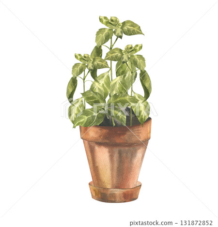 Green fresh basil plant in clay pot watercolor illustration.Hand drawn isolated floral clipart with aromatic herb spices,salad ingredient and condiment for eco poster,card, home gardening hobby design Green fresh basil plant in clay pot watercolor illustration.Hand drawn isolated floral clipart with aromatic herb spices,salad ingredient and condiment for eco poster,card, home gardening hobby design 131872852