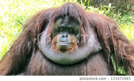 A close-up portrait of a mature male orangutan features its prominent flanges or cheek pads, long reddish-brown hair, and a serious, direct gaze, set against a softly focused background of bright gree A close-up portrait of a mature male orangutan features its prominent flanges or cheek pads, long reddish-brown hair, and a serious, direct gaze, set against a softly focused background of bright gree 131872865