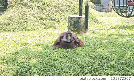 A close-up portrait of a mature male orangutan features its prominent flanges or cheek pads, long reddish-brown hair, and a serious, direct gaze, set against a softly focused background of bright gree 131872867