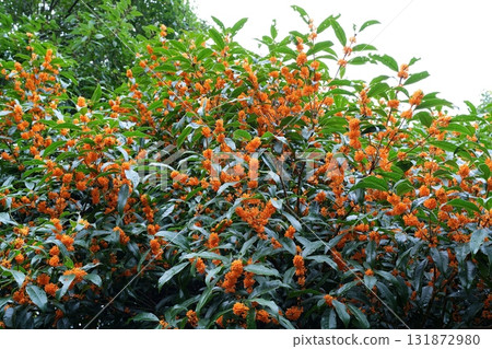 Kinmokusei 131872980