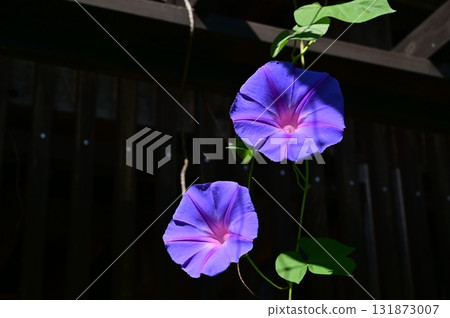 海藍（旋花科）牽牛花 131873007