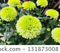 綠浪花菊花球（乒乓菊） 131873008