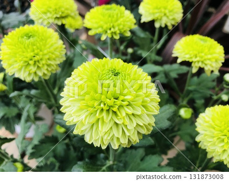 綠浪花菊花球（乒乓菊） 131873008