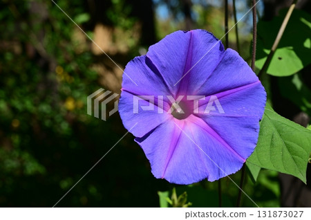 Ocean Blue (Convolvulaceae) Morning Glory Ocean Blue (Convolvulaceae) Morning Glory 131873027