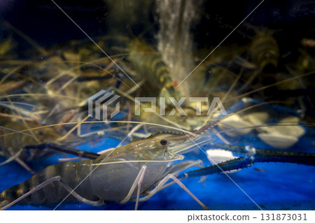Shrimp is swimming in a tank with other shrimp 131873031