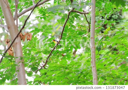 Kibitaki（男） 131873047