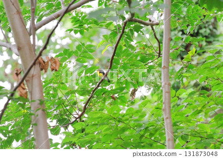 Kibitaki(男) Kibitaki(男) 131873048