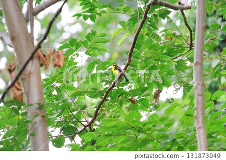 Kibitaki（男） 131873049