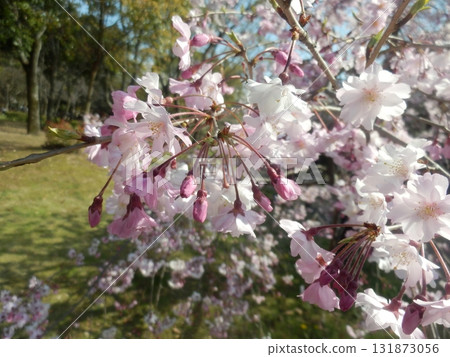 Many cherry blossoms blooming in Daisen Park in Mikunigaoka, Osaka 131873056
