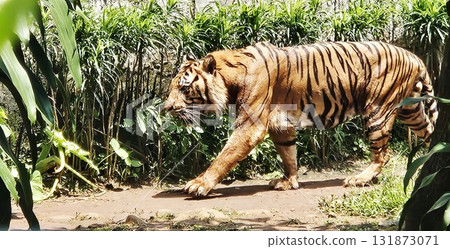 The magnificent Sumatran, a majestic predator with distinctive orange and black stripes, gracefully stalks along a dirt path framed by lush, vibrant tropical foliage, perfect 131873071